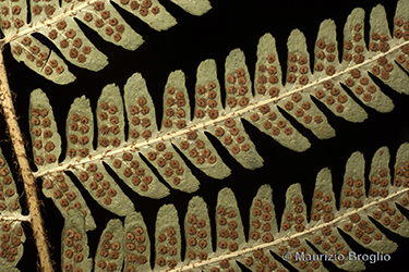 Immagine 4 di 5 - Dryopteris pseudodisjuncta (Tavel ex Fraser-Jenk.) Fraser-Jenk.