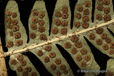 Immagine 5 di 5 - Dryopteris pseudodisjuncta (Tavel ex Fraser-Jenk.) Fraser-Jenk.