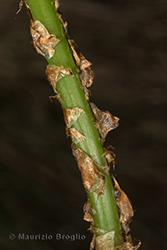 Immagine 4 di 4 - Dryopteris carthusiana (Vill.) H.P. Fuchs