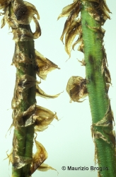 Immagine 4 di 4 - Dryopteris dilatata (Hoffm.) A. Gray
