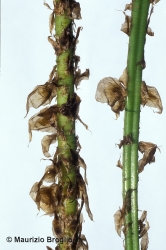 Immagine 5 di 5 - Dryopteris expansa (C. Presl) Fraser-Jenk. & Jermy