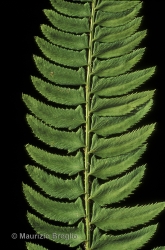 Immagine 2 di 3 - Polystichum lonchitis (L.) Roth