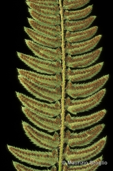 Immagine 3 di 3 - Polystichum lonchitis (L.) Roth