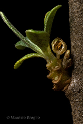 Immagine 9 di 10 - Hippophaë fluviatilis (Soest) Rivas Mart.