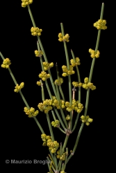 Immagine 3 di 5 - Ephedra distachya subsp. helvetica (C.A. Mey.) Asch. & Graebn.