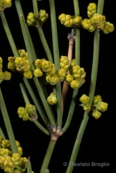 Immagine 4 di 5 - Ephedra distachya subsp. helvetica (C.A. Mey.) Asch. & Graebn.