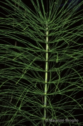 Immagine 3 di 9 - Equisetum telmateia Ehrh.