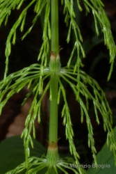 Immagine 3 di 4 - Equisetum sylvaticum L.