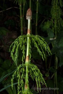 Equisetum sylvaticum L.