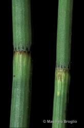 Immagine 2 di 5 - Equisetum fluviatile L.