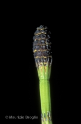 Immagine 3 di 5 - Equisetum fluviatile L.
