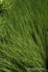 Immagine 4 di 5 - Equisetum fluviatile L.