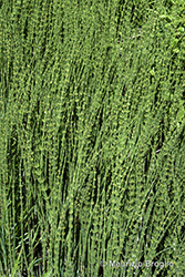 Immagine 5 di 5 - Equisetum fluviatile L.