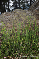 Immagine 1 di 7 - Equisetum hyemale L.