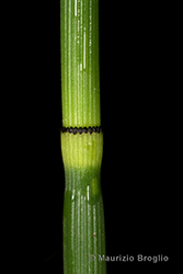 Immagine 4 di 7 - Equisetum hyemale L.