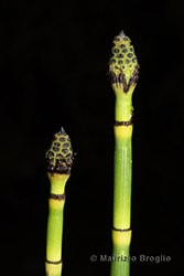 Immagine 6 di 7 - Equisetum hyemale L.