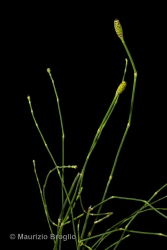 Immagine 1 di 4 - Equisetum ramosissimum Desf.