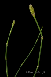 Immagine 2 di 4 - Equisetum ramosissimum Desf.