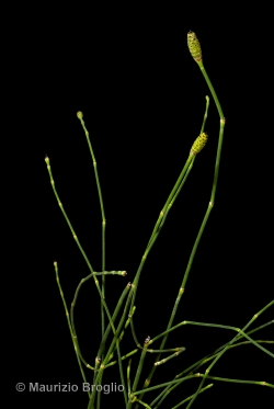 Equisetum ramosissimum Desf.