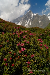 Immagine 2 di 7 - Rhododendron ferrugineum L.