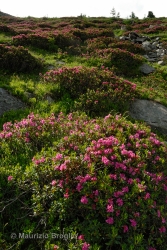 Immagine 3 di 7 - Rhododendron ferrugineum L.