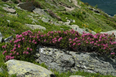 Immagine 4 di 7 - Rhododendron ferrugineum L.