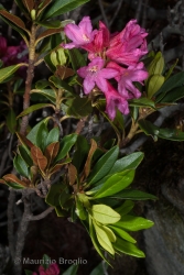 Immagine 5 di 7 - Rhododendron ferrugineum L.