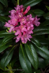 Immagine 6 di 7 - Rhododendron ferrugineum L.