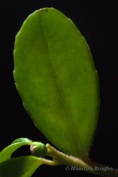 Immagine 4 di 7 - Vaccinium vitis-idaea L.