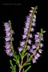 Immagine 6 di 6 - Calluna vulgaris (L.) Hull
