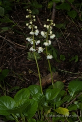 Immagine 1 di 4 - Pyrola rotundifolia L.