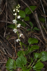 Immagine 2 di 4 - Pyrola rotundifolia L.