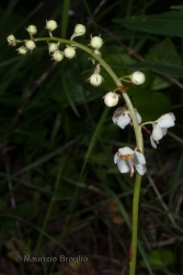 Immagine 3 di 4 - Pyrola rotundifolia L.