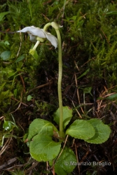 Immagine 2 di 4 - Moneses uniflora (L.) A. Gray