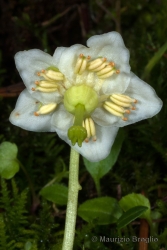 Immagine 4 di 4 - Moneses uniflora (L.) A. Gray
