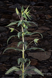 Immagine 1 di 8 - Euphorbia lathyris L.