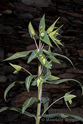 Immagine 2 di 8 - Euphorbia lathyris L.