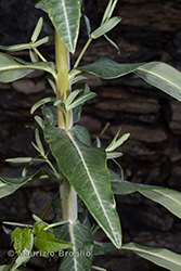 Immagine 3 di 8 - Euphorbia lathyris L.