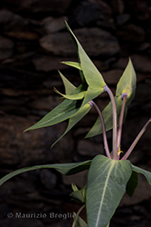 Immagine 4 di 8 - Euphorbia lathyris L.