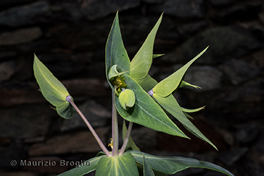 Immagine 5 di 8 - Euphorbia lathyris L.