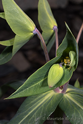 Immagine 6 di 8 - Euphorbia lathyris L.