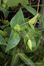 Immagine 7 di 8 - Euphorbia lathyris L.
