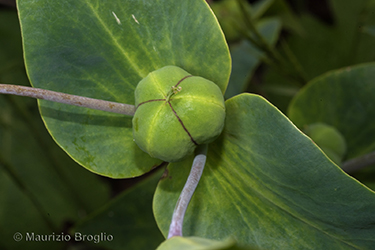 Immagine 8 di 8 - Euphorbia lathyris L.