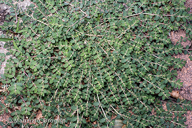 Immagine 1 di 6 - Euphorbia prostrata Aiton