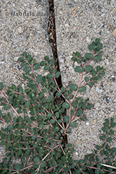 Immagine 2 di 6 - Euphorbia prostrata Aiton