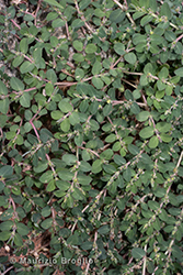 Immagine 3 di 6 - Euphorbia prostrata Aiton