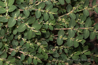Immagine 4 di 6 - Euphorbia prostrata Aiton