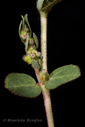 Immagine 5 di 6 - Euphorbia prostrata Aiton