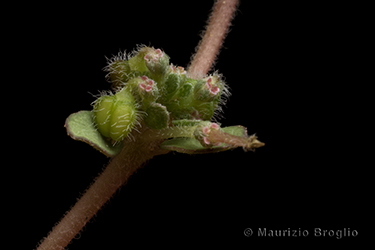 Immagine 6 di 6 - Euphorbia prostrata Aiton