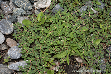 Immagine 1 di 6 - Euphorbia maculata L.